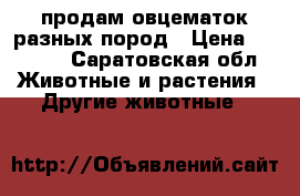 продам овцематок разных пород › Цена ­ 5 000 - Саратовская обл. Животные и растения » Другие животные   